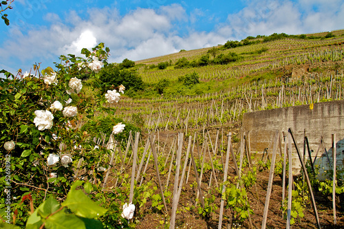 VINS VALLEE DU RHONE photo