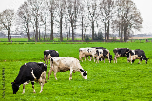 Cows on meadow with green grass. Grazing calves © EwaStudio