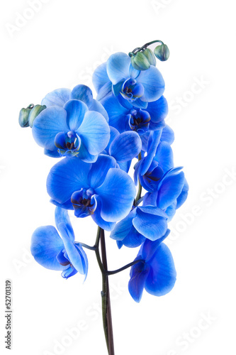 orquídea photo