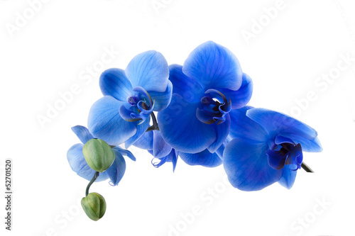 orquidea azul cortada y aislada photo