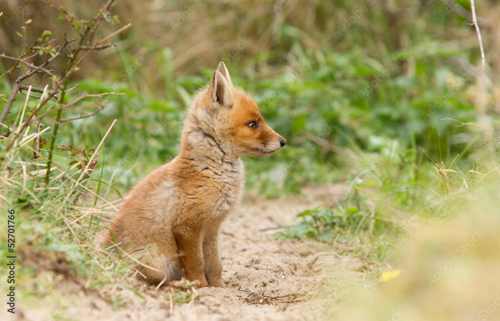 Red fox Cub