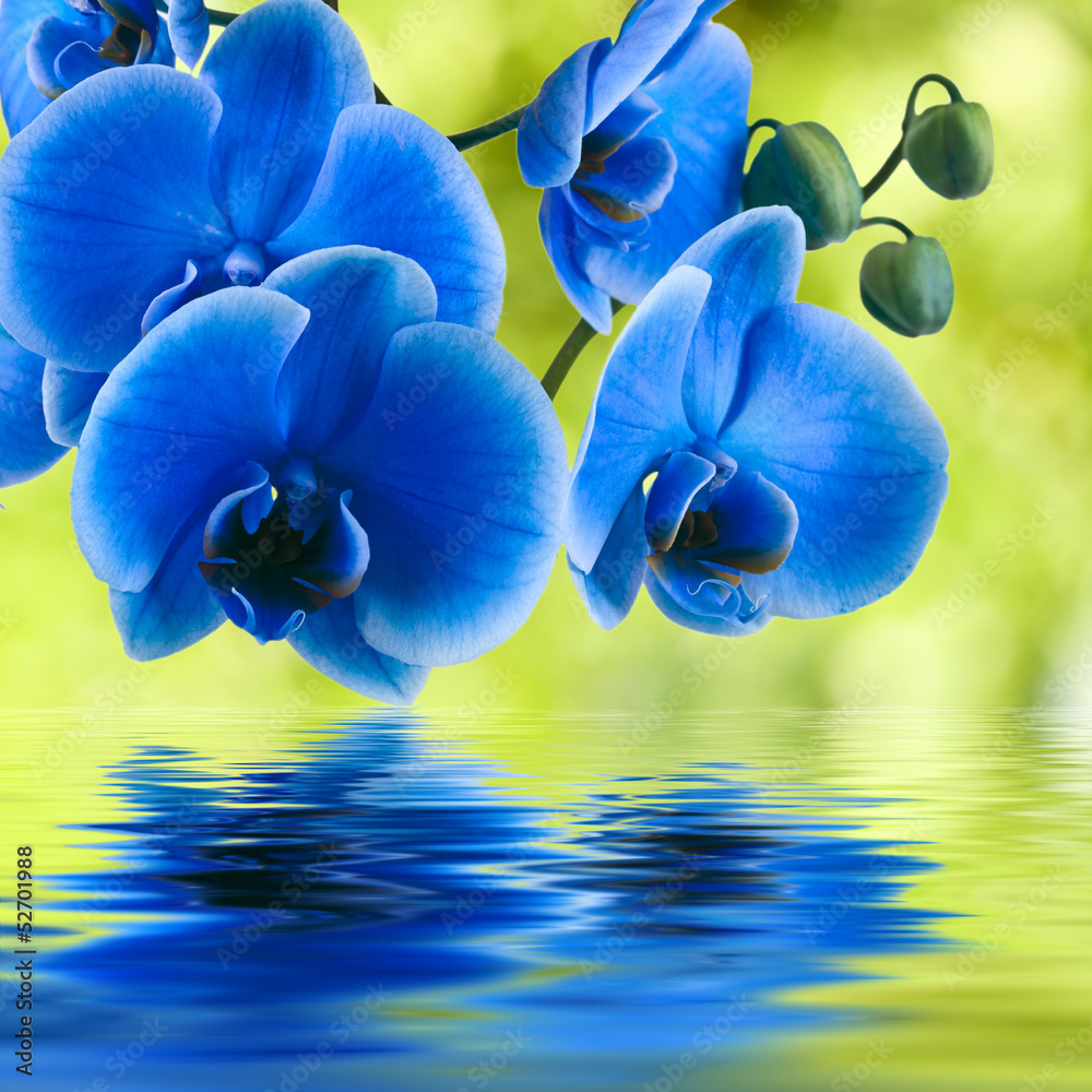 orquidea azul sobre fondo natural verde Stock Photo | Adobe Stock