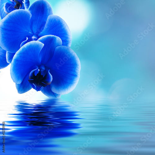 Fototapeta Naklejka Na Ścianę i Meble -  reflejo de las orquideas