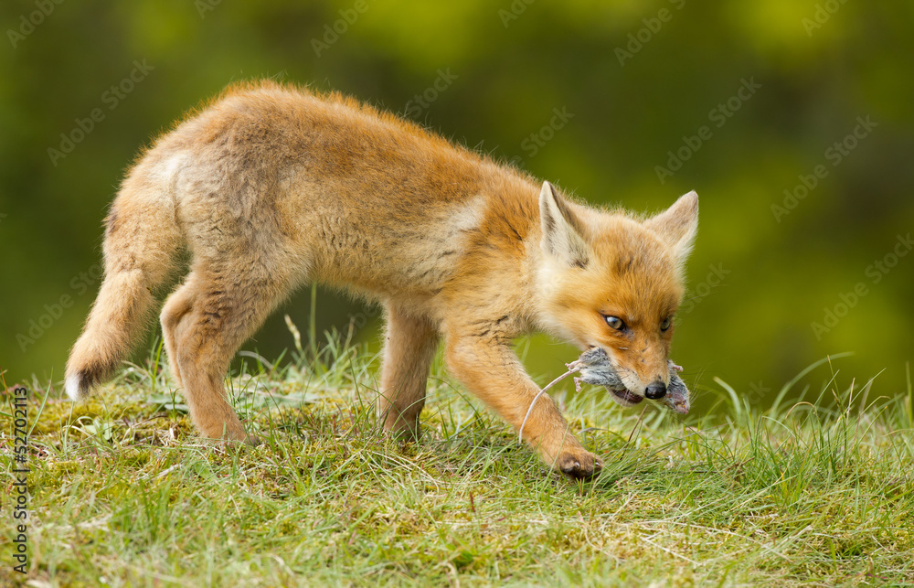 Red fox Cub and a mouse Red fox Cub and a mouse