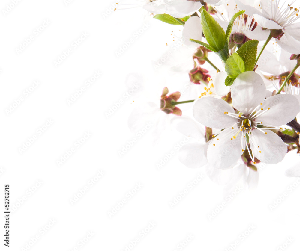 Naklejka premium Cherry blossoms