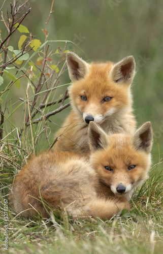 Canvas Print Two red fox cubs