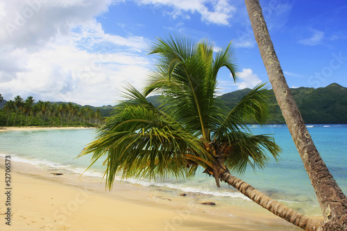 Leaning palm tree at Rincon beach  Samana peninsula