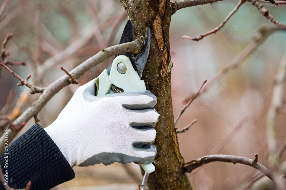 Man with gloves is cutting branches from tree