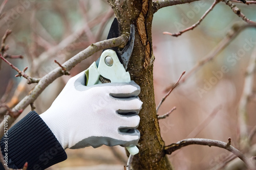 Obraz na płótnie Man with gloves is cutting branches from tree w salonie