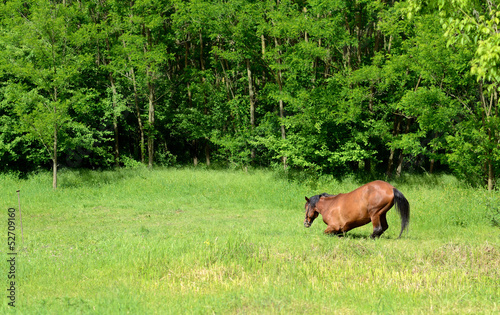 Horse in the meadow