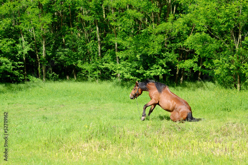 Horse in the meadow