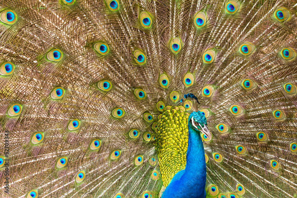 Fototapeta premium Portrait of Peacock with Feathers