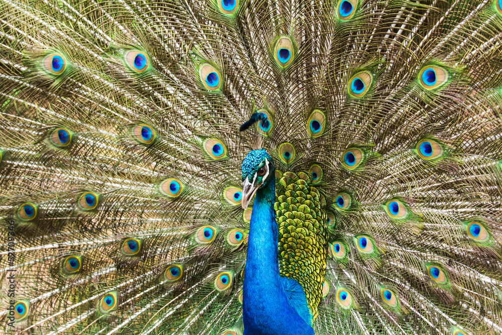 Obraz premium Portrait of Peacock with Feathers