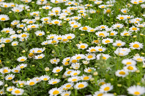 Field of daisy flowers © piccaya