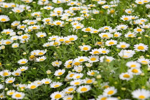 Field of daisy flowers