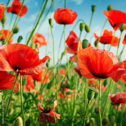 poppies on green field