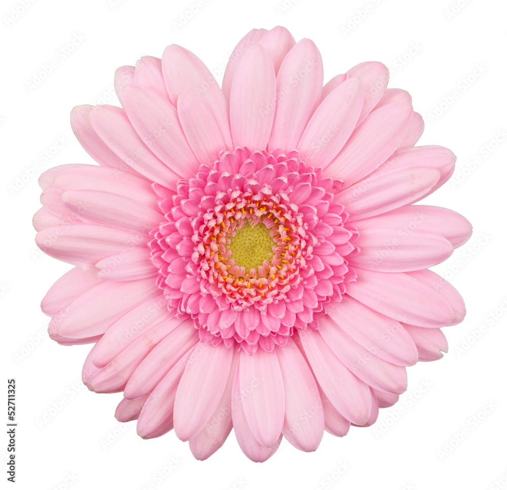 Pink gerbera flower isolated Pink gerbera flower isolated