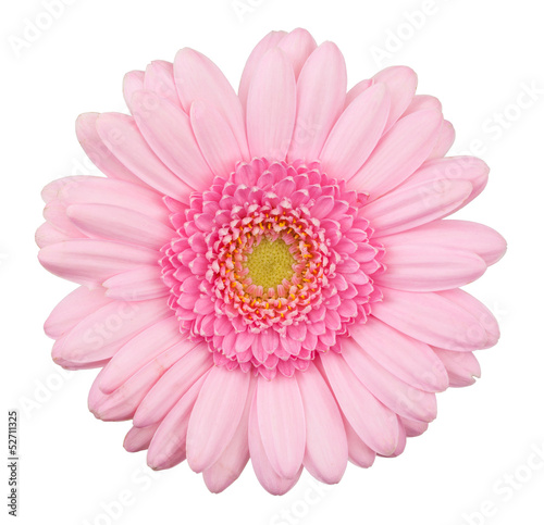 Pink gerbera flower isolated