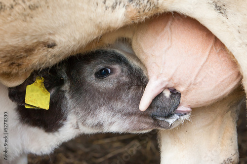 Foto Young calf drinks milk