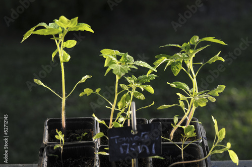 Potager - Planr de tomate photo