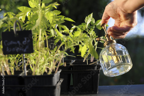 Arrosage semi tomate photo