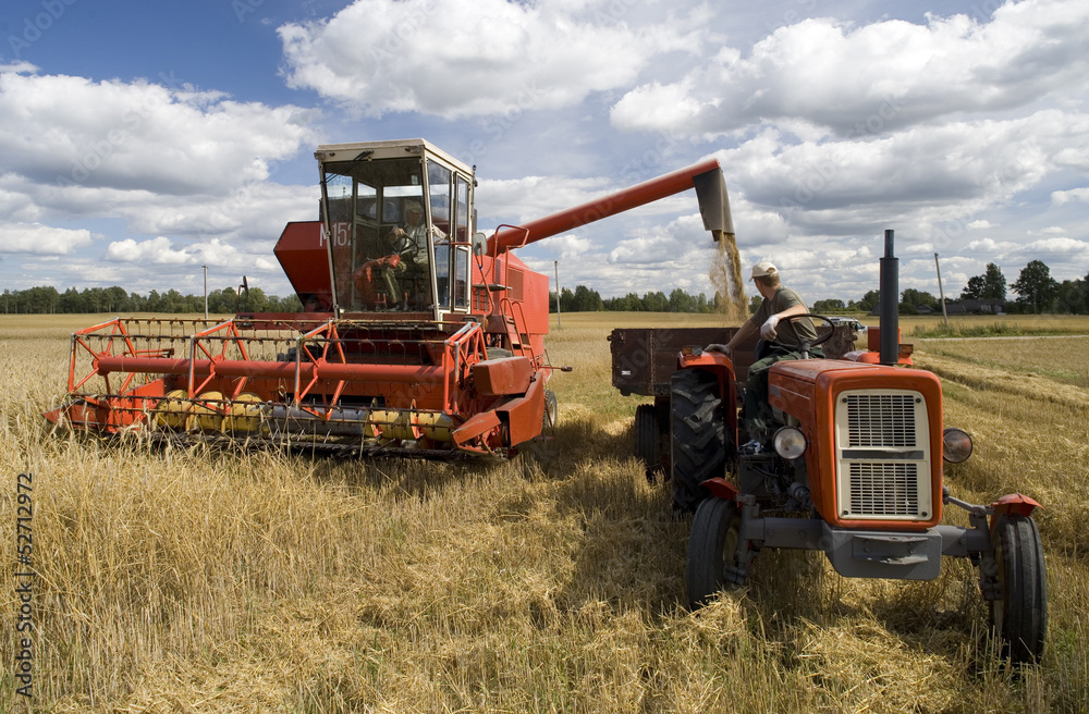 Fototapeta premium Harvester working in a field
