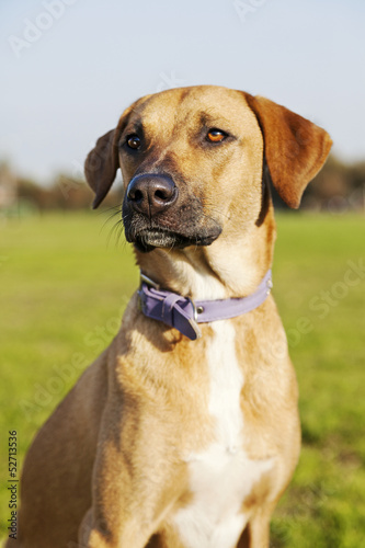 Fototapeta Naklejka Na Ścianę i Meble -  Mixed Breed Dog Portrait in the Park