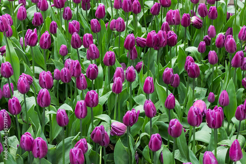 Fototapeta Naklejka Na Ścianę i Meble -  Purple tulips field