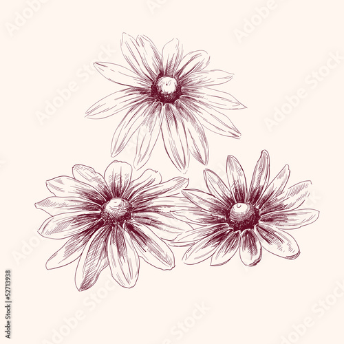 Fototapeta Naklejka Na Ścianę i Meble -  Beautiful Flower daisies  vector illustration