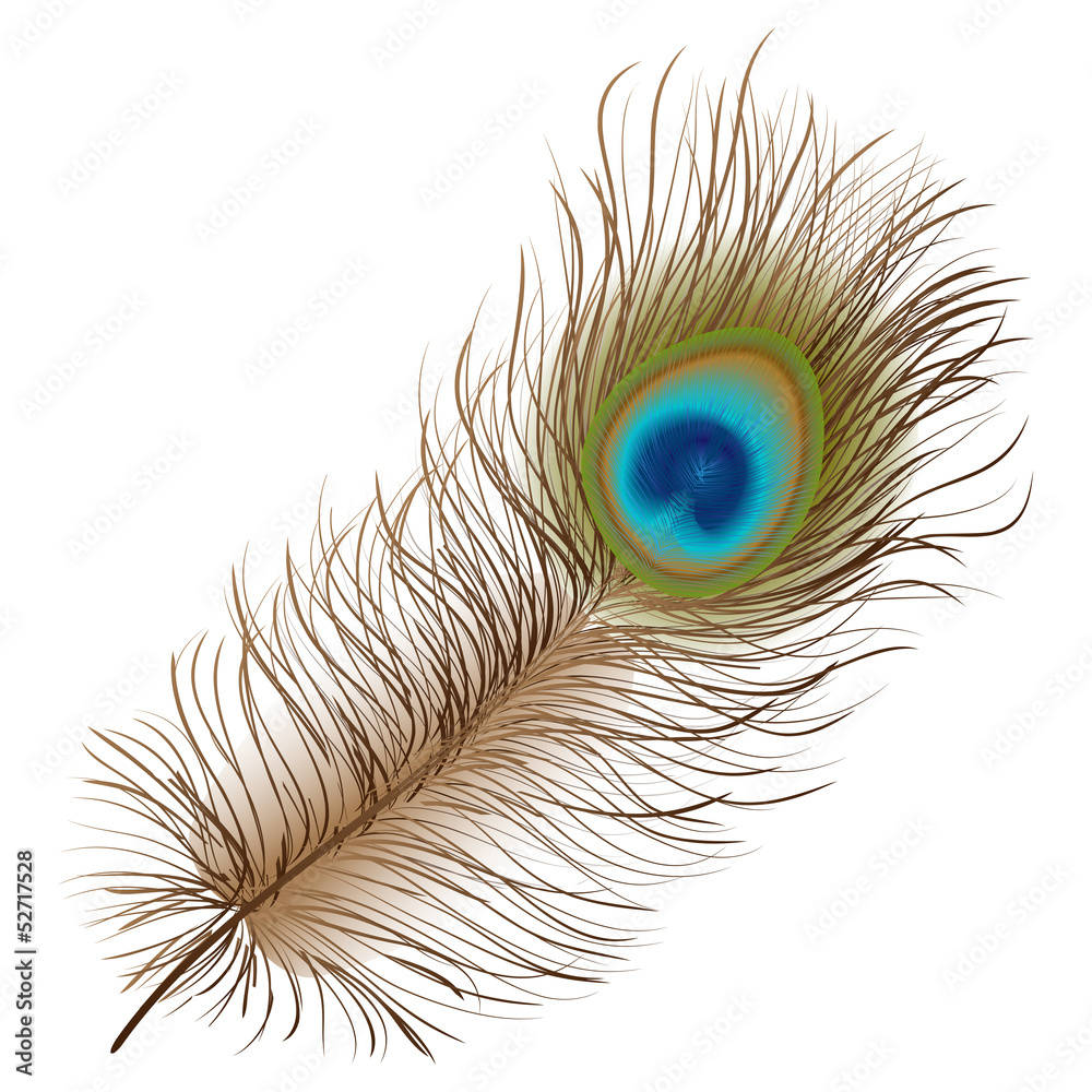 Obraz premium Peacock feather