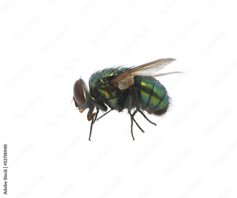 green fly