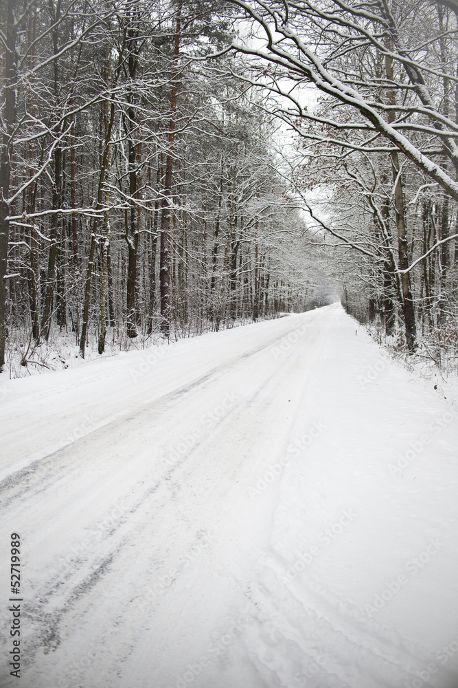 Obraz premium path in the woods in winter
