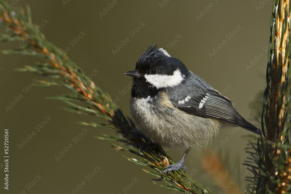 Fototapeta premium Coal tit bird specie Periparus ater