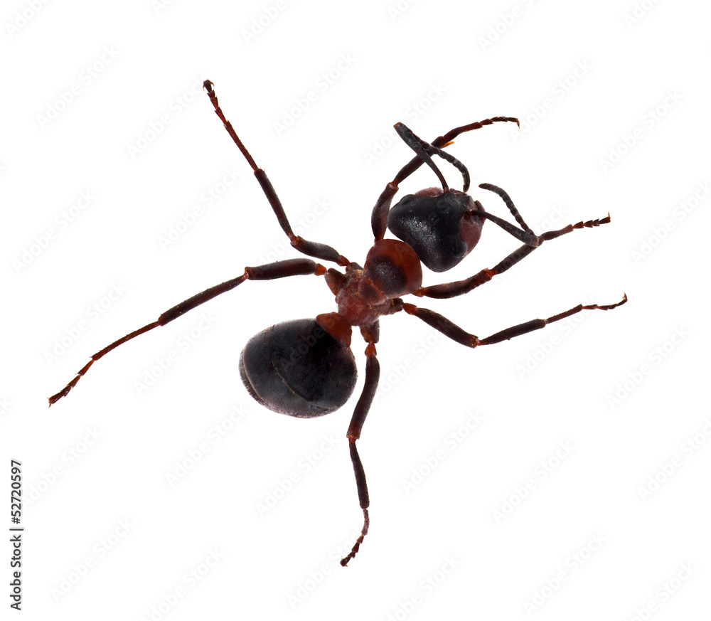 top view of brown ant top view of brown ant