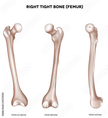 Tight bone- Femur photo
