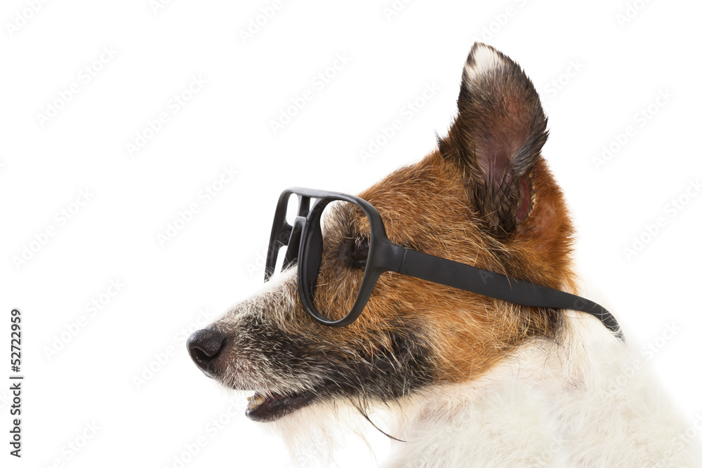 Funny  jack russel terrier dog  wearing glasses