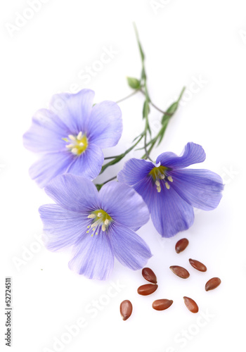 Flax flowers with seeds