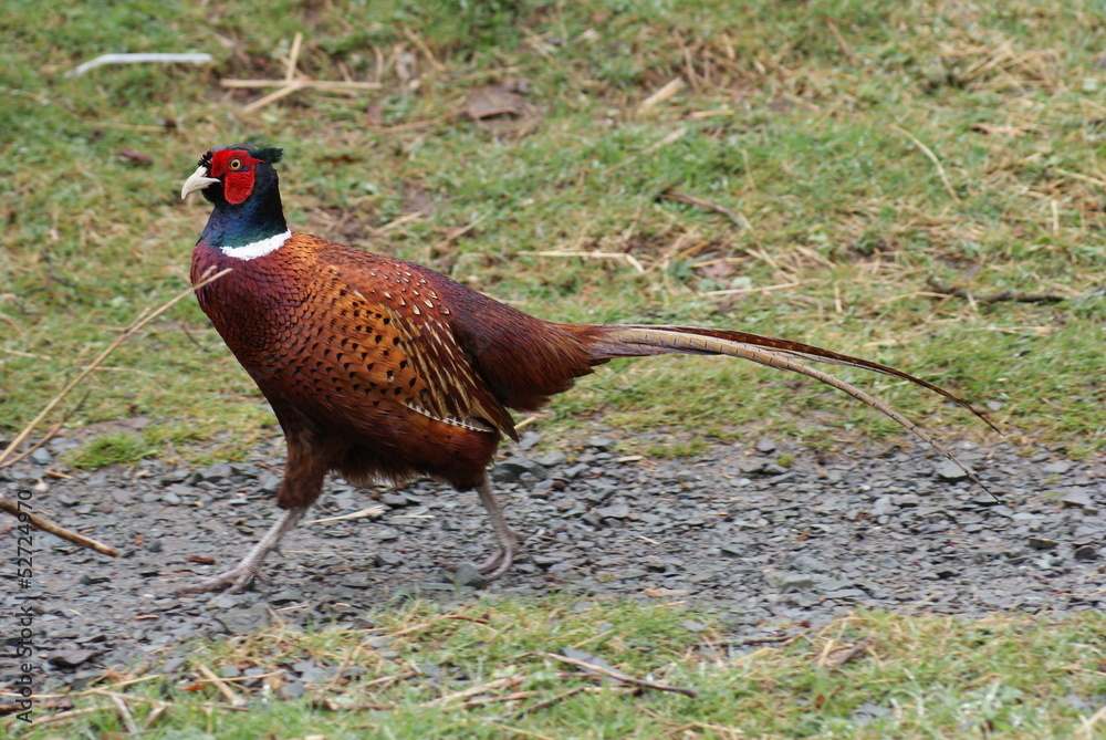 Fototapeta premium Common Pheasant - Phasianus colchicus