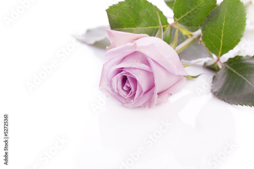purple rose for wedding,  love and valentines day