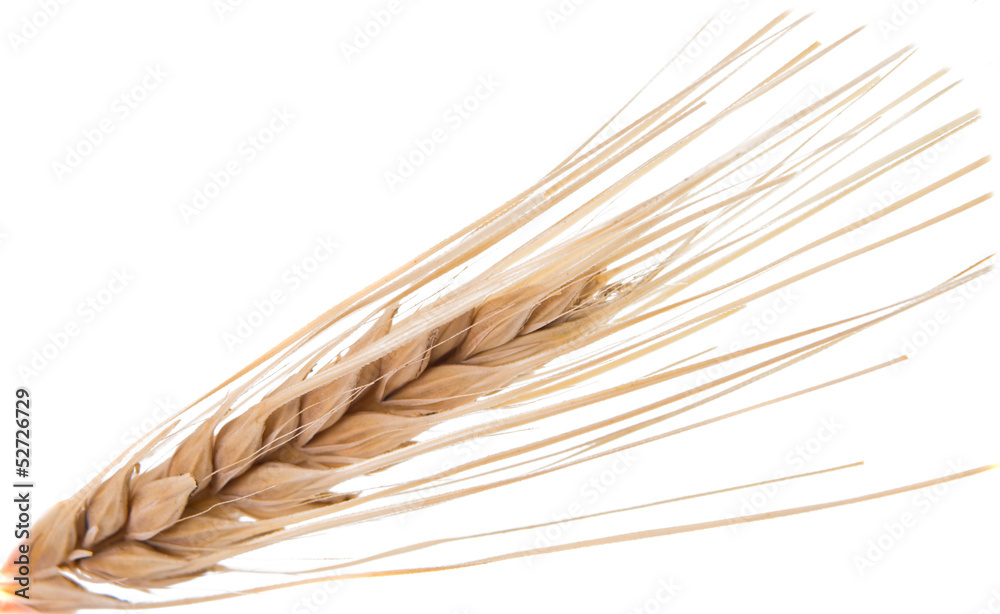 Dried Ear of Cereal Dried Ear of Cereal