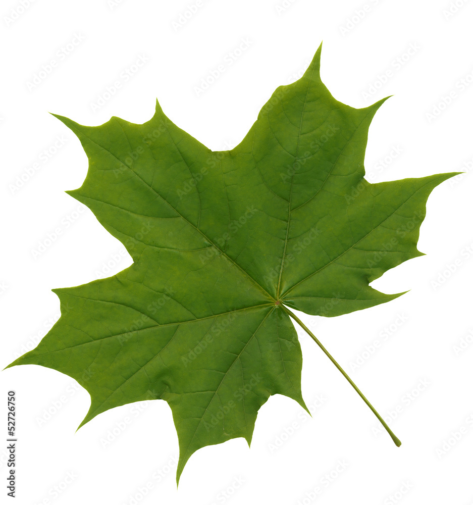 Fototapeta premium maple leaf