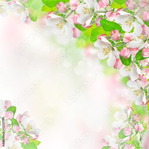 apple blossoms over blurred nature background