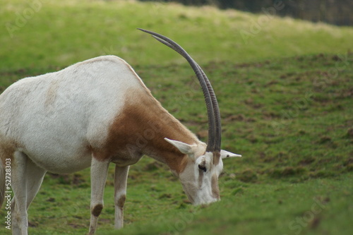 Scimitar Oryx - Oryx dammah