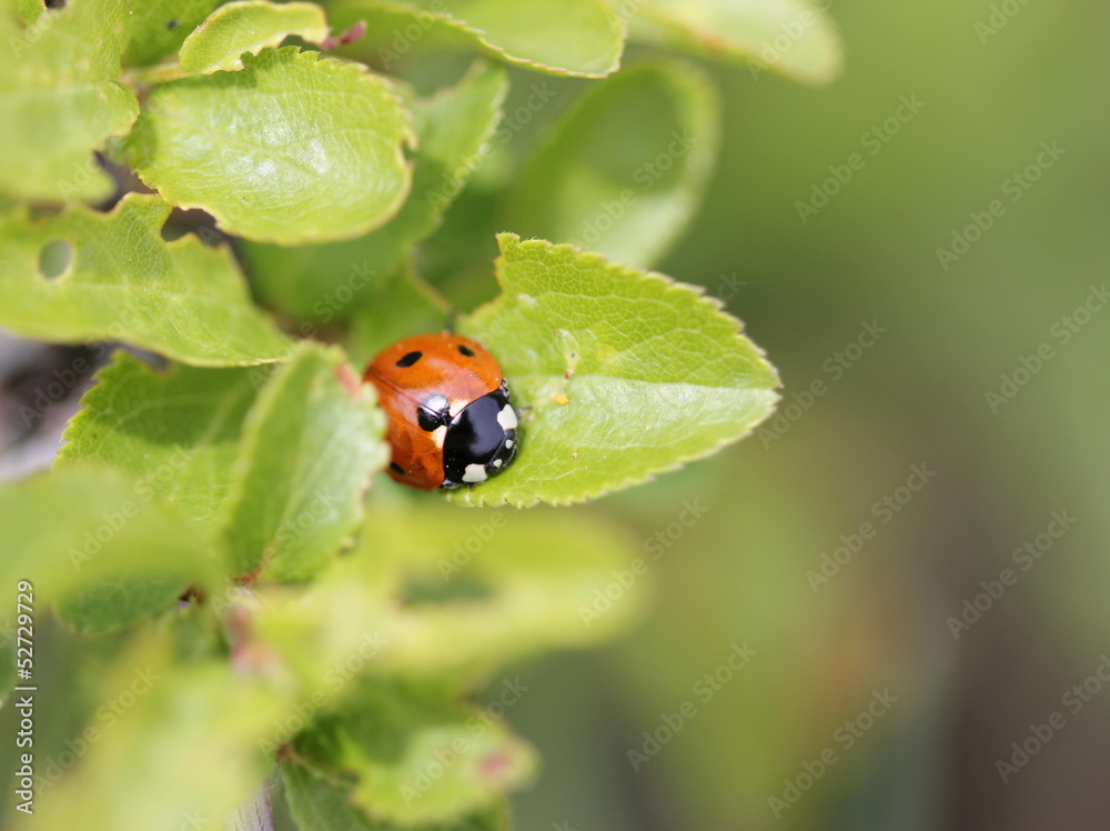 Naklejka premium Siebenpunkt-Marienkäfer auf Schlehe