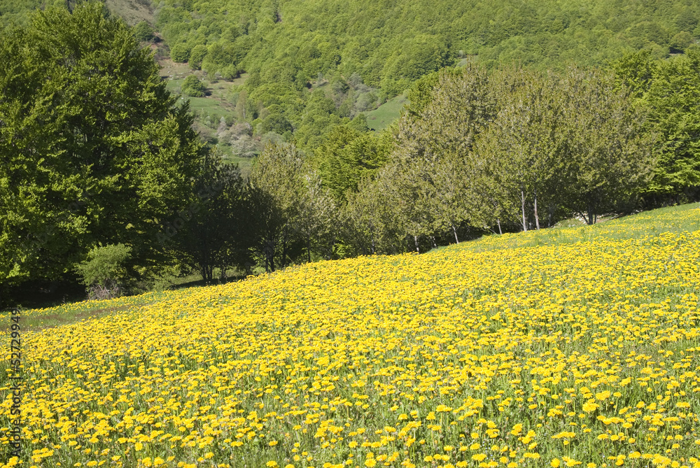 Springtime in mountains