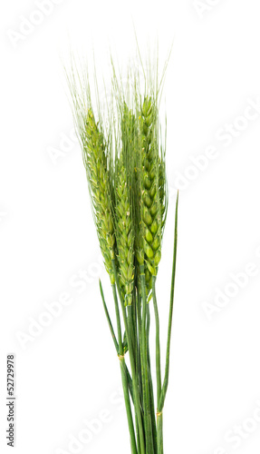 green ears of wheat isolated