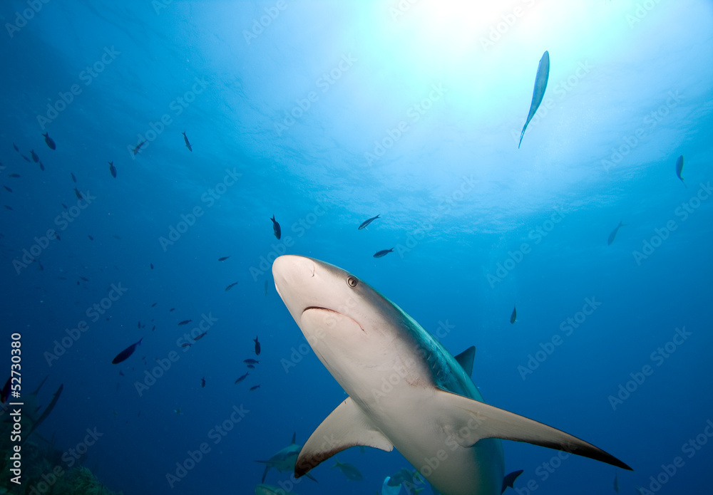 Fototapeta premium Lemon shark