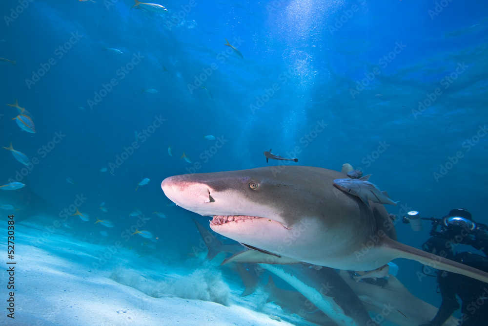Fototapeta premium Lemon shark and underwater photographer
