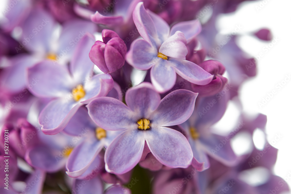 The beautiful lilac The beautiful lilac