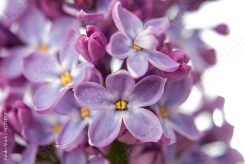 The beautiful lilac